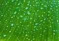 Dew drop in banana leaf Royalty Free Stock Photo