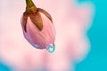 Dew drop on a cherry blossom bud