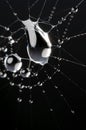 Dew drop on cobweb in the morning Royalty Free Stock Photo
