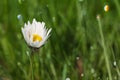 Dew drop on daisy flower Royalty Free Stock Photo