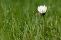 Dew drop on daisy flower Royalty Free Stock Photo