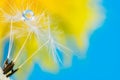 Dew drop in dandelion seeds with flower relfection