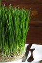 Wheat plant on white background with reflection