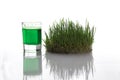 Dew drop on fresh young wheatgrass and root with nature, Sprout Wheat, wheatgrass growing from the roots