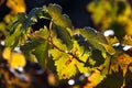 Dew Drop on a Grape Leaf Royalty Free Stock Photo