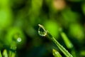 Dew drop on grass beautiful reflection Royalty Free Stock Photo