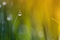 Dew Drop On Grass Blade, macro shot . Springtime Royalty Free Stock Photo