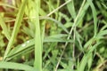 fresh green leaves shape dew drop on grass green leave sun rise from natural plant. beauty leaf growing in botanic garden with co Royalty Free Stock Photo