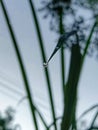 Dew drop on grass image, high resolution