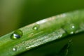 Dew Drop Grass