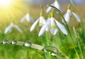 Dew drop on grass and snowdrop flower Royalty Free Stock Photo