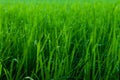 Dew drop on green paddy leaf in morning. A great moment for all Royalty Free Stock Photo