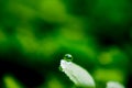 A dew drop in the Green shamrock plants in wood in the winter morning