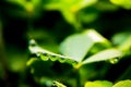 A dew drop in the Green shamrock plants in wood in the winter morning