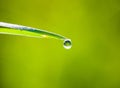 Dew drop hanging from the tip of the green grass blade Royalty Free Stock Photo