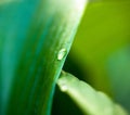 Dew drop on hosta green leaf Royalty Free Stock Photo