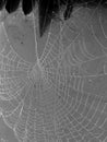 A dew drop hung spiders web black and white Royalty Free Stock Photo