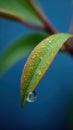 dew drop on leaf with soil texture and soft gradient background Royalty Free Stock Photo