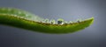 dew drop on leaf with soil texture and soft gradient background Royalty Free Stock Photo