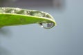 Dew drop and light scintillation on the the leaf Royalty Free Stock Photo