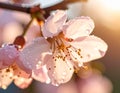 Dew Drop Morning Cherry Blossoms Royalty Free Stock Photo
