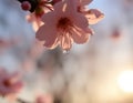 Dew Drop Morning Cherry Blossoms Royalty Free Stock Photo