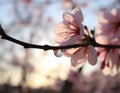 Dew Drop Morning Cherry Blossoms Royalty Free Stock Photo