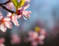 Dew Drop Morning Cherry Blossoms Royalty Free Stock Photo