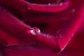 Dew drop on a petal of a red rose
