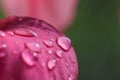 Dew drop on pink flower Royalty Free Stock Photo