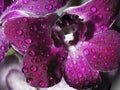 Dew drop on purple orchid after rain Royalty Free Stock Photo