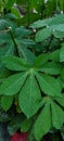 The dew drop or rain drop in the leaves cassava, natural background