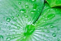 Dew drop or rain drop on lotus leaf , leaf in blur background Royalty Free Stock Photo