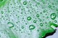 Dew drop or rain drop on lotus leaf , leaf in blur background Royalty Free Stock Photo