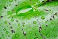 Dew drop or rain drop on lotus leaf , leaf in blur background Royalty Free Stock Photo