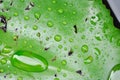 Dew drop or rain drop on lotus leaf , leaf in blur background Royalty Free Stock Photo