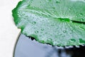 Dew drop or rain drop on lotus leaf , leaf in blur background Royalty Free Stock Photo
