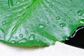 Dew drop or rain drop on lotus leaf , leaf in blur background Royalty Free Stock Photo