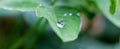 Dew drop, raindrop on green leaf in forest, macro close up. Water flowing down the plant. Natural background summer Royalty Free Stock Photo