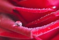 Dew drop on a red rose petal