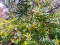 dew drop with reflection of a fir tree Royalty Free Stock Photo