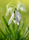 Dew drop on snowdrop flower Royalty Free Stock Photo