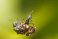 Dew drop spider (Argyrodes antipodianus)