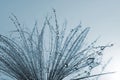 Dew drop on thistle seed Royalty Free Stock Photo