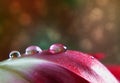 Dew Drop on Tulip Royalty Free Stock Photo