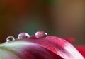 Dew Drop on Tulip Royalty Free Stock Photo