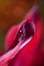 Dew Drop on Tulip Royalty Free Stock Photo