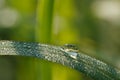 Dew drop of water sparkle in morning ,Large beautiful drops of transparent  on a green grass leaf. Royalty Free Stock Photo