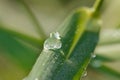 Dew drop of water sparkle in morning ,Large beautiful drops of transparent  on a green grass leaf. Royalty Free Stock Photo