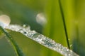 Dew drop of water sparkle in morning ,Large beautiful drops of transparent  on a green grass leaf. Royalty Free Stock Photo